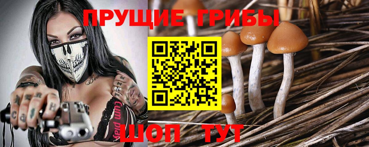 Арсеньев  Галлюциногенные грибы Psilocybine cubensis  Вход с VPN 